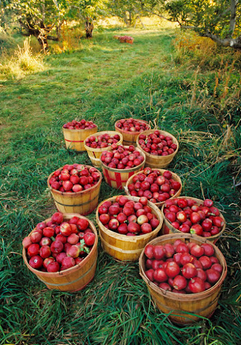 The Belted Cow Orchard storefront